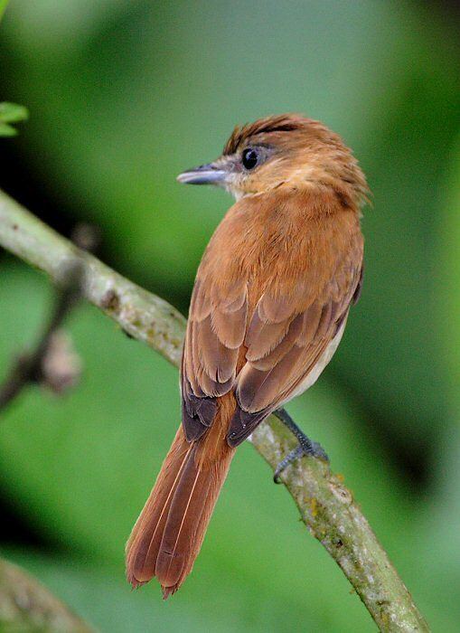 Cinnamon becard Mangoverde World Bird Guide Photo Page Cinnamon Becard Pachyramphus