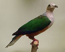 Cinnamon-bellied imperial pigeon httpsuploadwikimediaorgwikipediacommonsthu