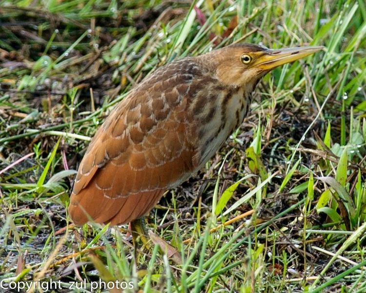 Cinnamon bittern 4bpblogspotcombiLcUGwRQkULI2PKUOusIAAAAAAA