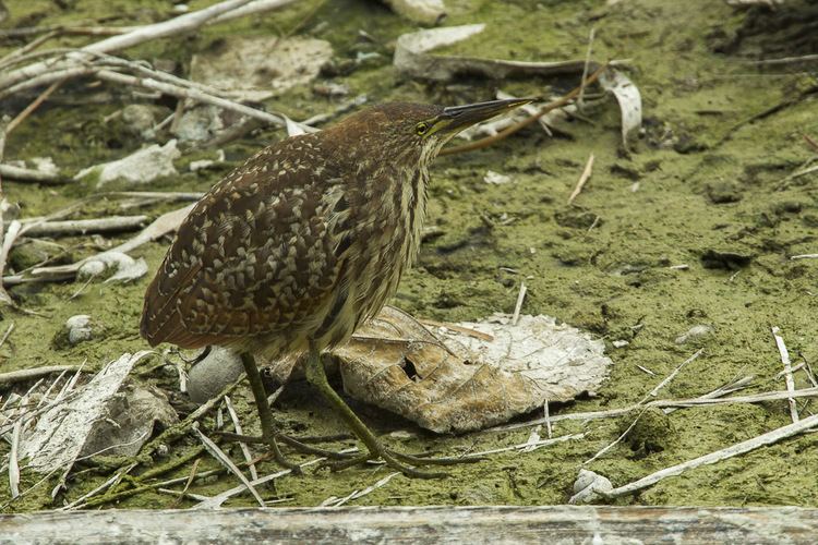 Cinnamon bittern Cinnamon bittern Wikipedia