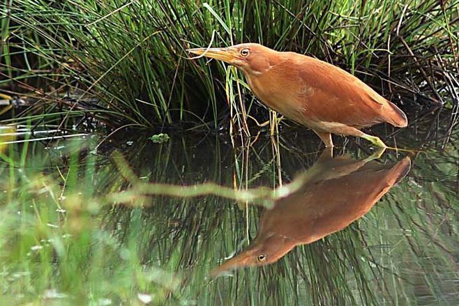 Cinnamon bittern Oriental Bird Club Image Database Cinnamon Bittern Ixobrychus