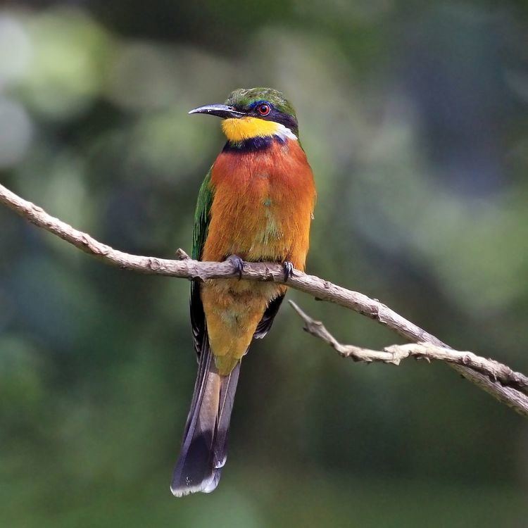 Cinnamon-chested bee-eater Cinnamonchested beeeater Wikipedia