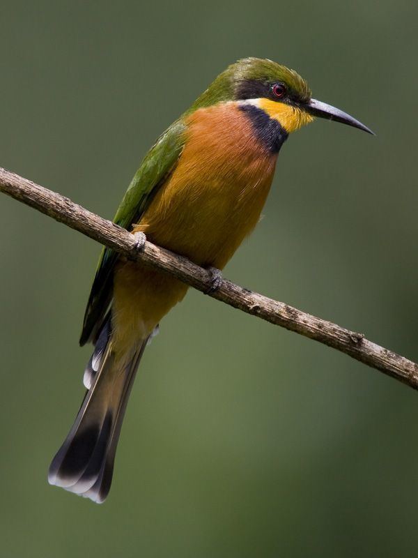 Cinnamon-chested bee-eater 1000 images about Beeeaters on Pinterest Liberia Birds and Africa