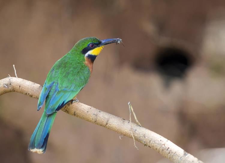 Cinnamon-chested bee-eater Cinnamonchested Beeeater Merops oreobates videos photos and