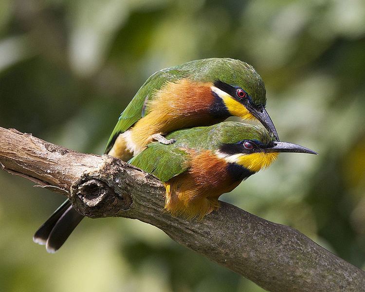 Cinnamon-chested bee-eater FileCinnamonchested Beeeater Merops oreobates pair Flickr