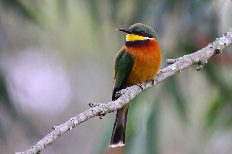 Cinnamon-chested bee-eater Photos of Cinnamonchested Beeeater Merops oreobates the