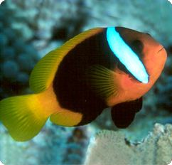 Cinnamon clownfish Cinnamon Clownfish Black Anemonefish Amphiprion melanopus