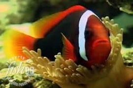 Cinnamon clownfish FishDB Cinnamon Clownfish