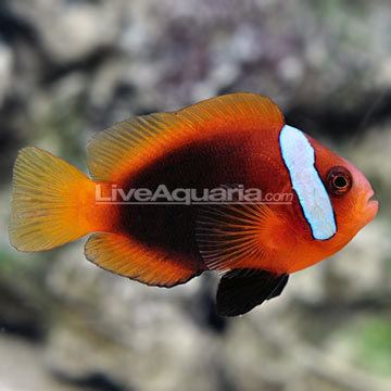 Cinnamon clownfish Saltwater Aquarium Fish for Marine Aquariums Cinnamon Clownfish