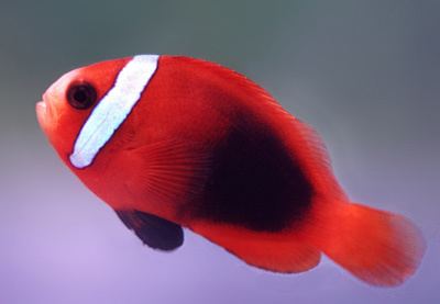 Cinnamon clownfish Cinnamon Clownfish Proaquatix