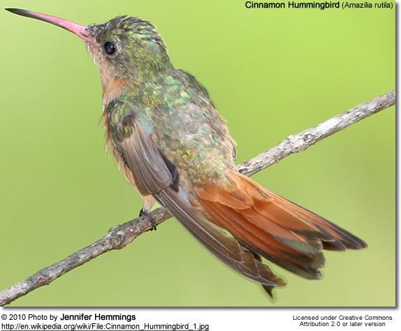 Cinnamon hummingbird httpswwwbeautyofbirdscomsitesdefaultfiles