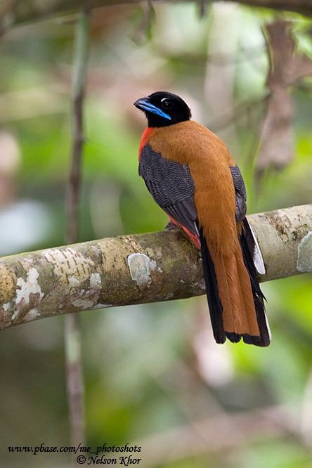 Cinnamon-rumped trogon Cinnamon Rumped Trogon Trogon birds are residents of tropical