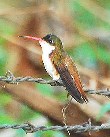 Cinnamon-sided hummingbird httpsuploadwikimediaorgwikipediacommonsthu