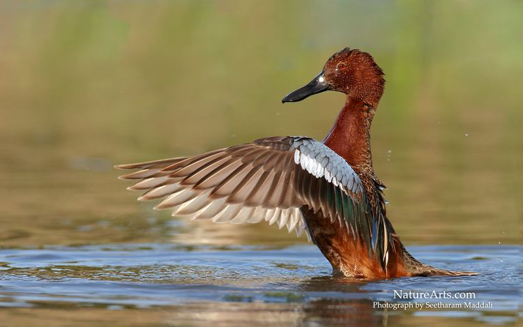 Cinnamon teal 1000 images about Cinnamon Teal on Pinterest Blog Bathing and Photos
