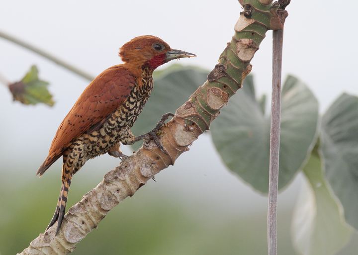 Cinnamon woodpecker Bill Hubick Photography July 19 2010 Panama Wildlife Page 1