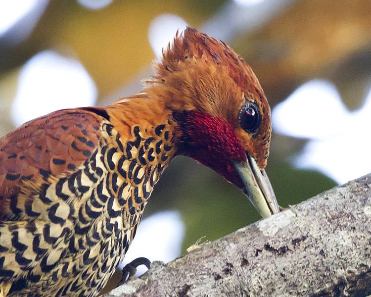 Cinnamon woodpecker Uncategorized John Afdem39s Panama Photog Blog