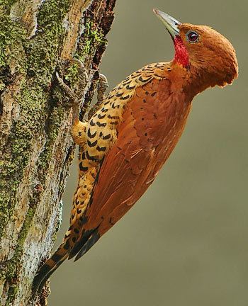 Cinnamon woodpecker Surfbirds Online Photo Gallery Search Results
