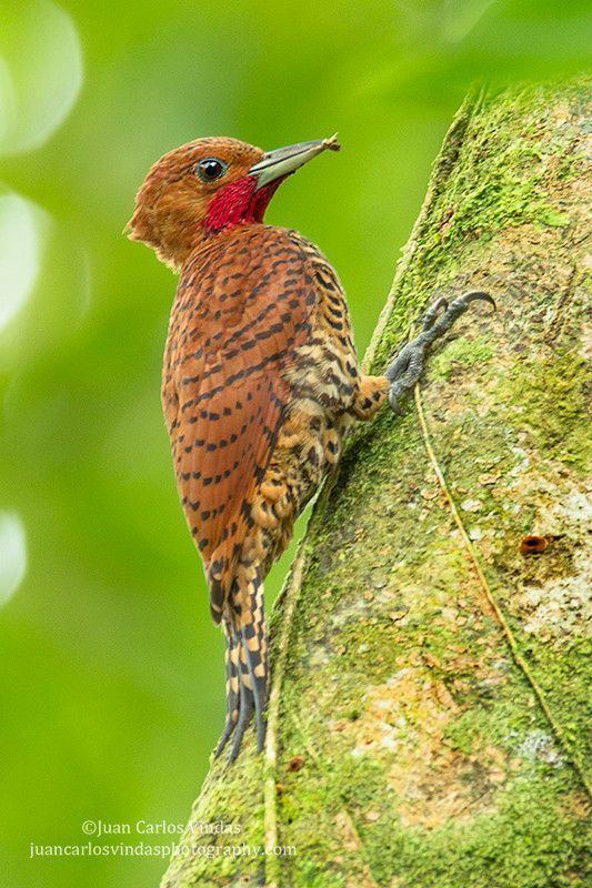 Cinnamon woodpecker Cinnamon Woodpecker Celeus loricatus Atlantic lowlands Costa