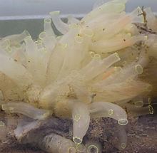 Ciona intestinalis httpsuploadwikimediaorgwikipediacommonsthu