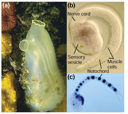 Ciona intestinalis Ciona intestinalis sea squirt model ascidian tunicate and chordate