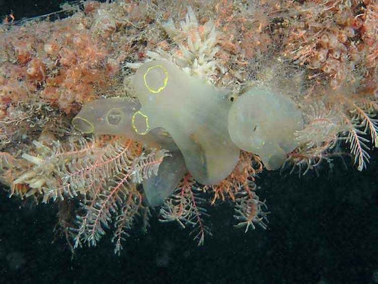 Ciona intestinalis MarLIN The Marine Life Information Network A sea squirt Ciona