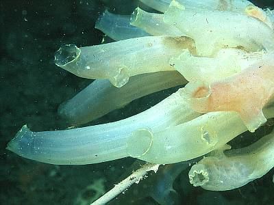 Ciona intestinalis Ciona intestinalis Transparent sea squirt Ascidia intestinalis