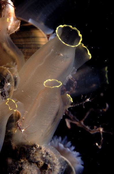 Ciona intestinalis Ciona intestinalis Transparent sea squirt Ascidia intestinalis