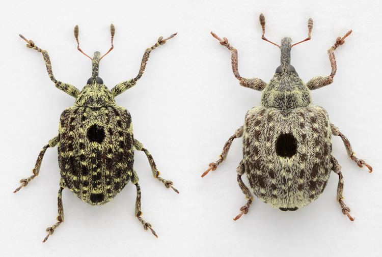 Cionus Cionus hortulanus and Cionus longicollis Mark Gurney Flickr