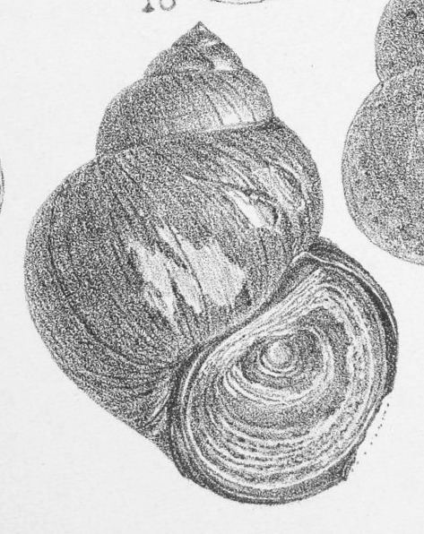 Cipangopaludina cathayensis