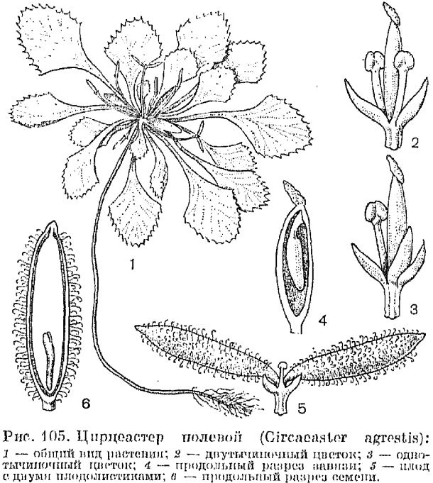Circaeasteraceae dicacademicrupicturesencbiologyplantsris5