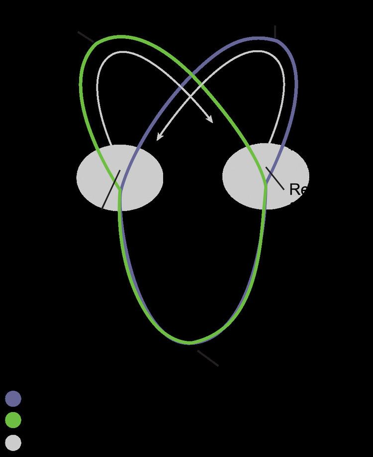 Circular bacterial chromosome - Alchetron, the free social encyclopedia