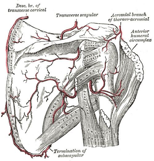 Circumflex scapular artery
