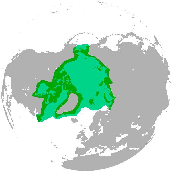 Circumpolar distribution