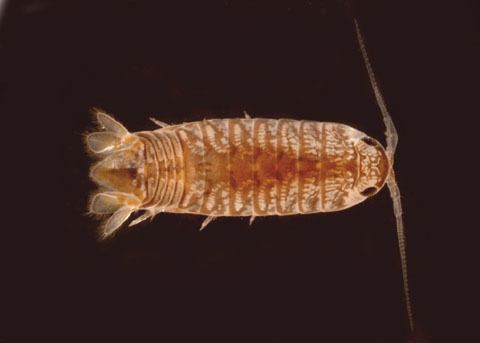 Cirolana Harford39s Isopod Cirolana harfordi
