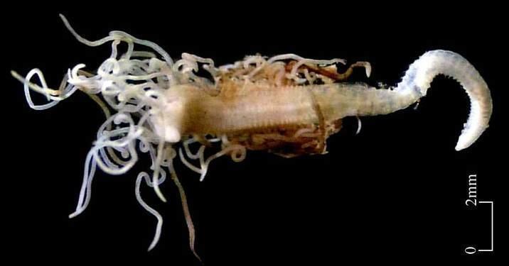 Cirratulidae SI NMNH IZ Features Polychaeta