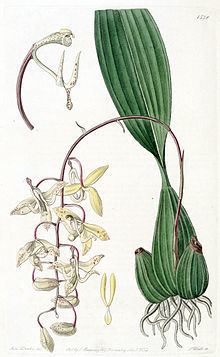 Cirrhaea loddigesii httpsuploadwikimediaorgwikipediacommonsthu