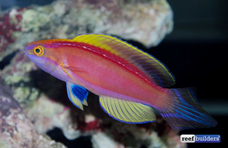Cirrhilabrus Awesome Fish Spotlight Cirrhilabrus roseafascia from the Coral Sea