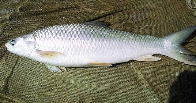 Cirrhinus Fish Identification