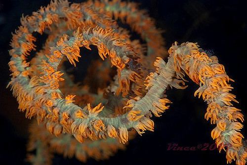 Cirrhipathes Cirrhipathes spiralis Vincent Chalias Flickr