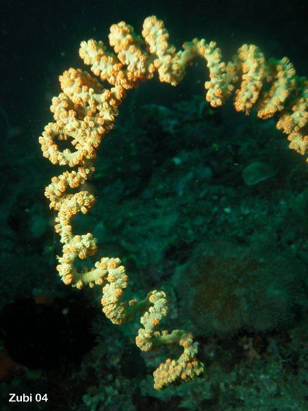 Cirrhipathes Cirrhipathes spiralis Spiral coral spiral gongonian Non