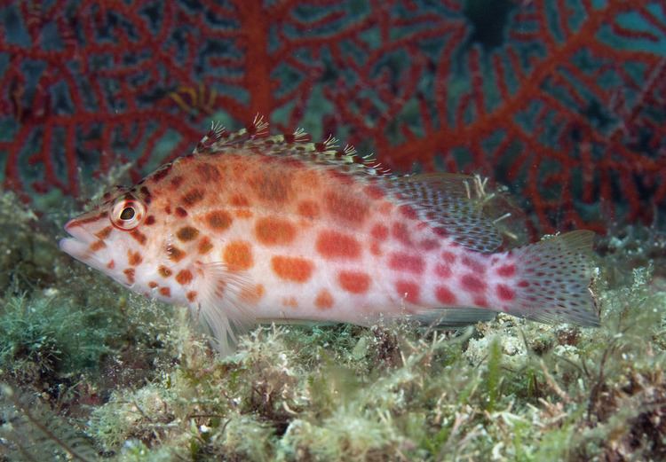 Cirrhitichthys Cirrhitichthys oxycephalus Coral hawkfish Sea of Cortez5349jpg