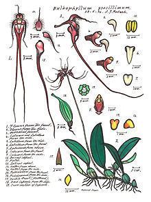 Cirrhopetalum gracillimum httpsuploadwikimediaorgwikipediacommonsthu