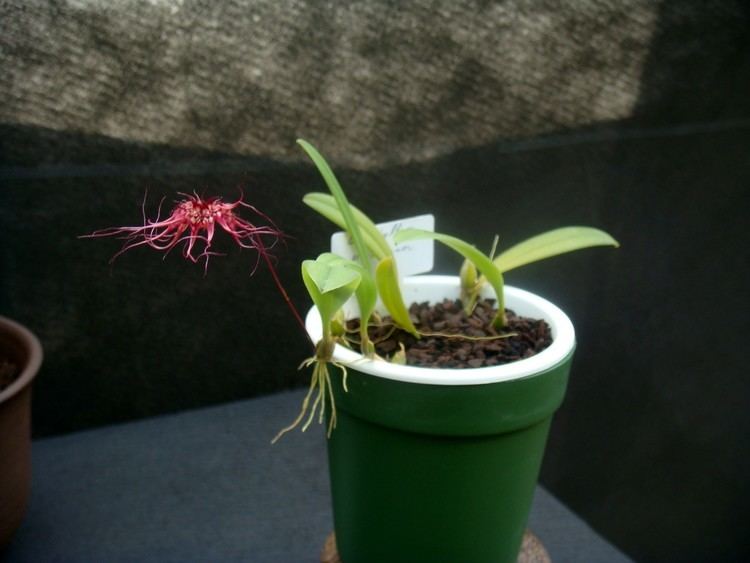 Cirrhopetalum gracillimum Bulbophyllum gracillimum Rolfe Rolfe