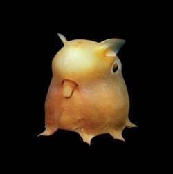 Cirrina Dumbo Octopus Kingdom Animalia Phylum Mollusca Class Cephalopoda