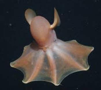 Cirrina Grimpoteuthis