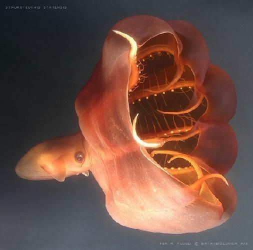 Cirrina Cirrina a deep water octopus THE PLANET STRANGEST LOOKING OR