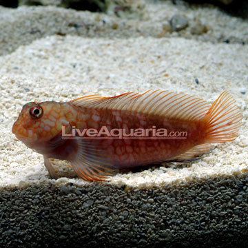 Cirripectes stigmaticus Saltwater Aquarium Fish for Marine Aquariums Ember Blenny