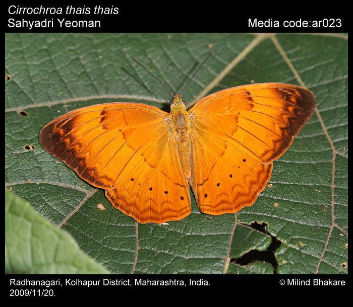 Cirrochroa thais wwwifoundbutterfliesorgmediaimagesCirrochroaT