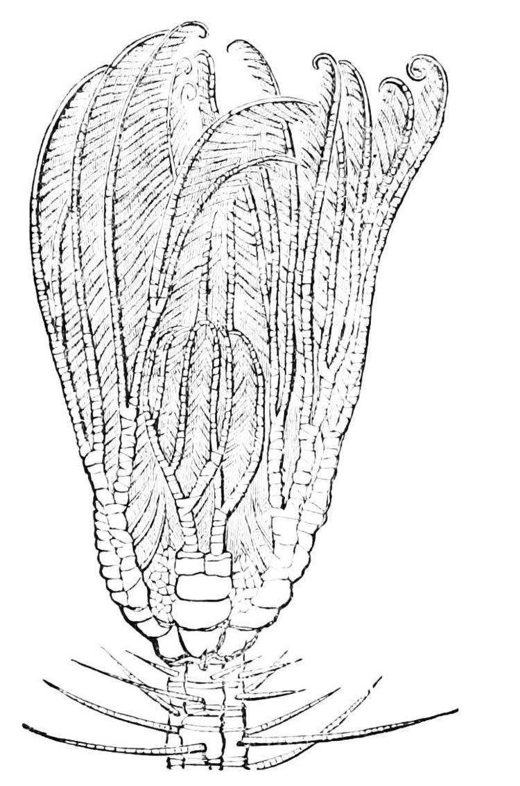 Cirrus (crinoid)