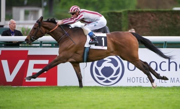 Cirrus des Aigles International superstars post facile victories QIPCO British